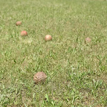 Three-bedroom In Dicmo