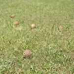 Three-bedroom In